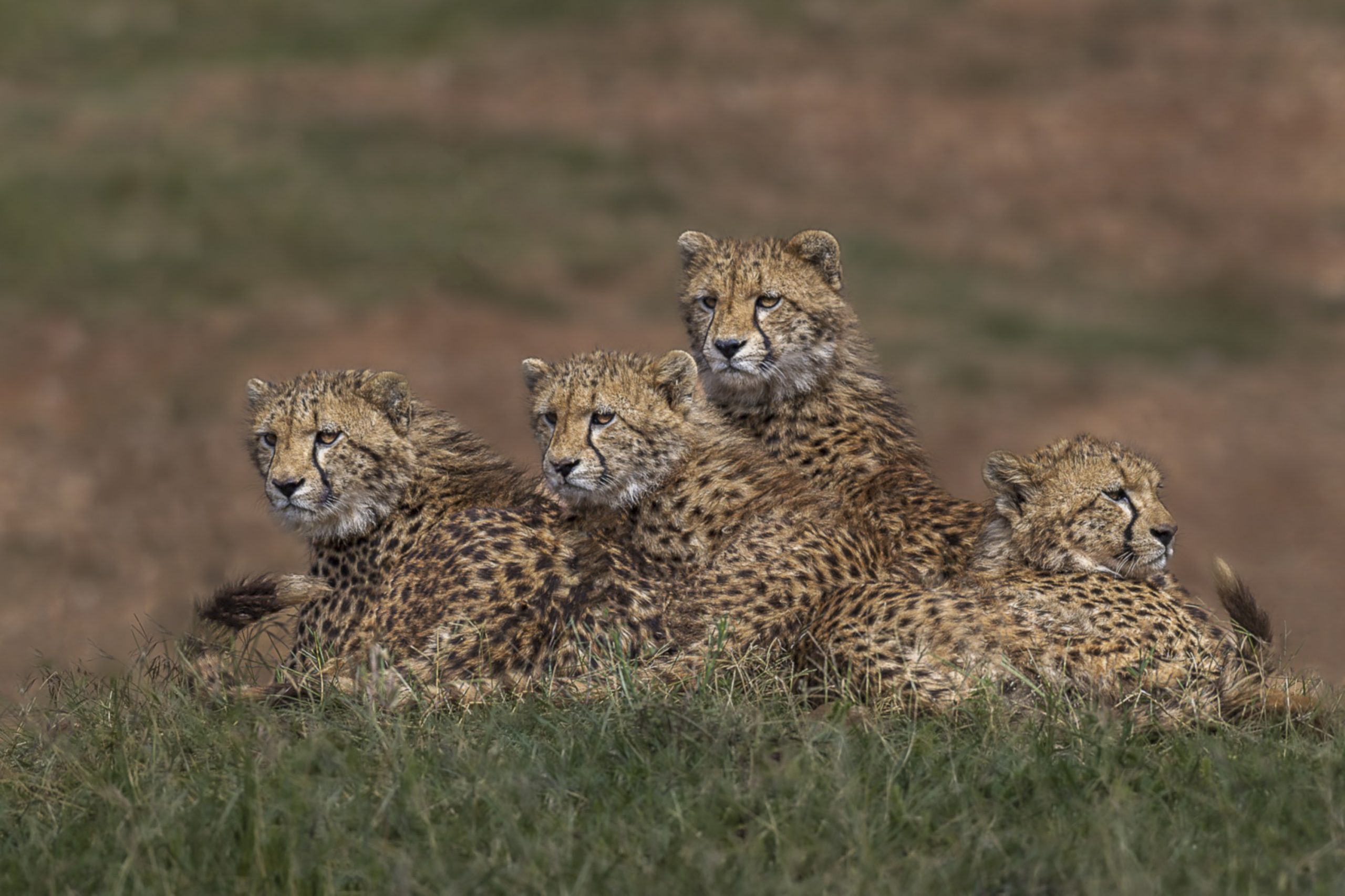 Trois guépards assis ensemble dans les herbes hautes d'Afrique.