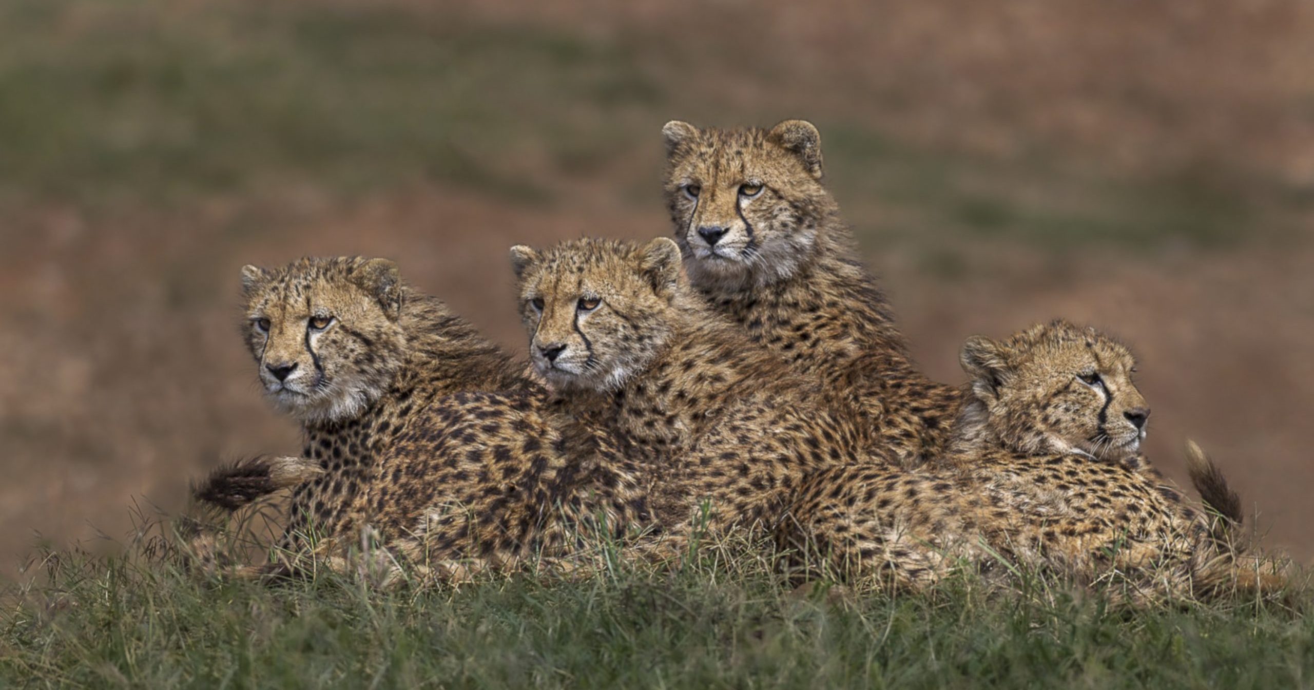 Groupe de trois guépards côte à côte dans les herbes de la savane africaine.