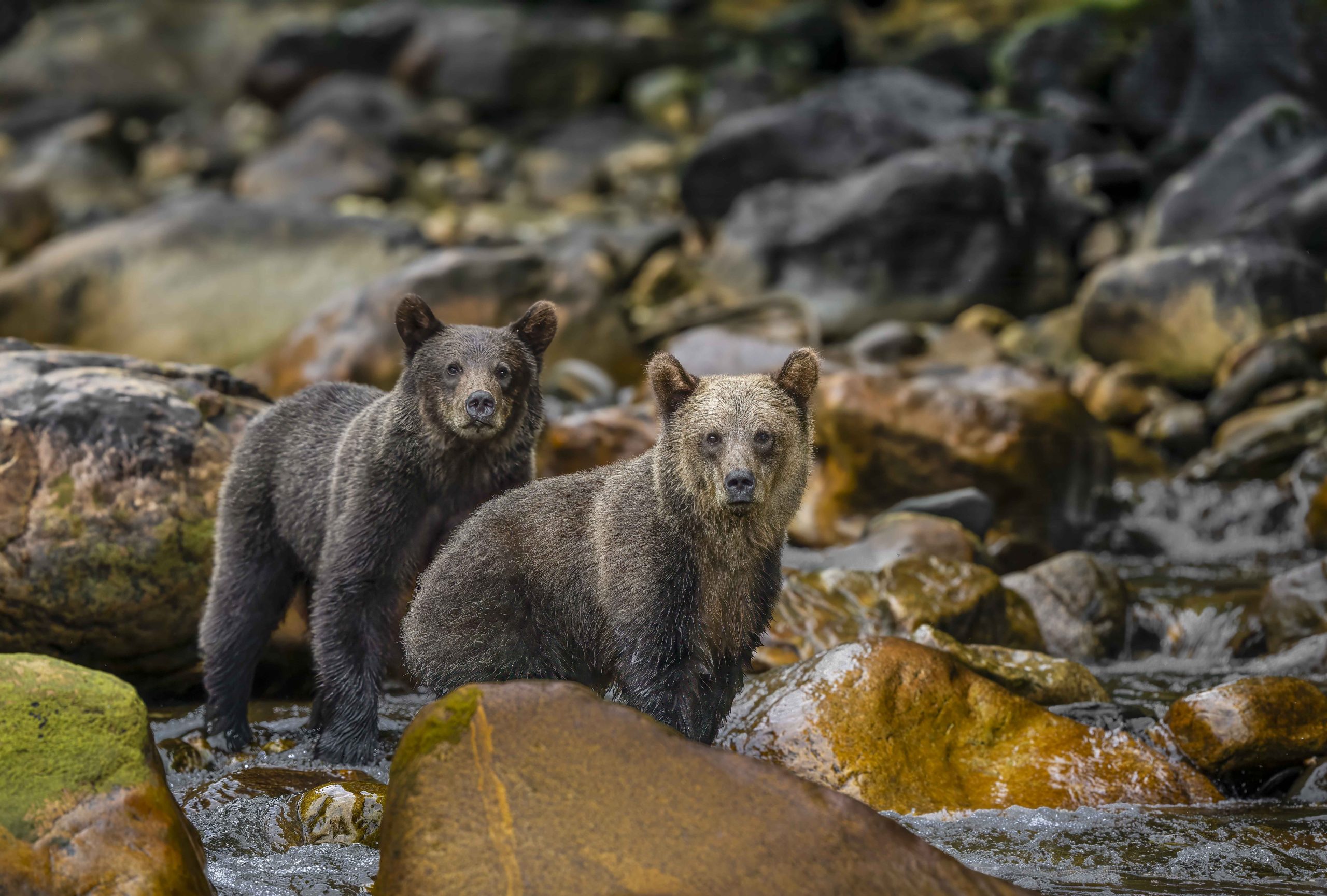 Deux jeunes oursons bruns observant les alentours depuis un rocher en Amérique du Nord.