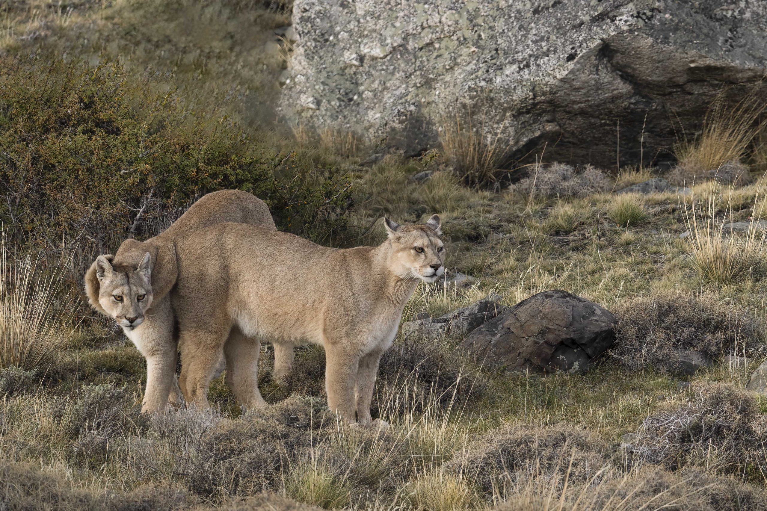 Puma en mouvement dans son environnement naturel rocheux en Amérique du Sud.