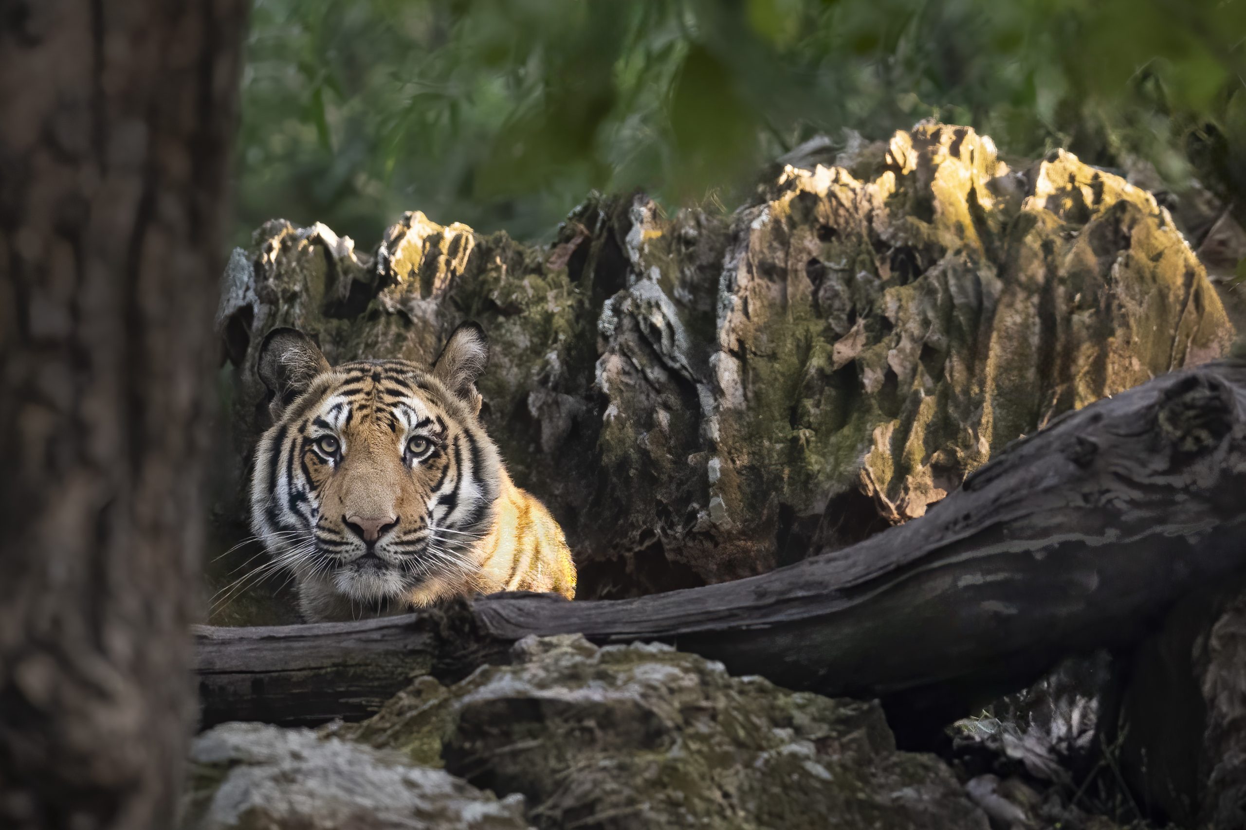 Gros plan de face d'un tigre sauvage pour illustrer la galerie Asie.