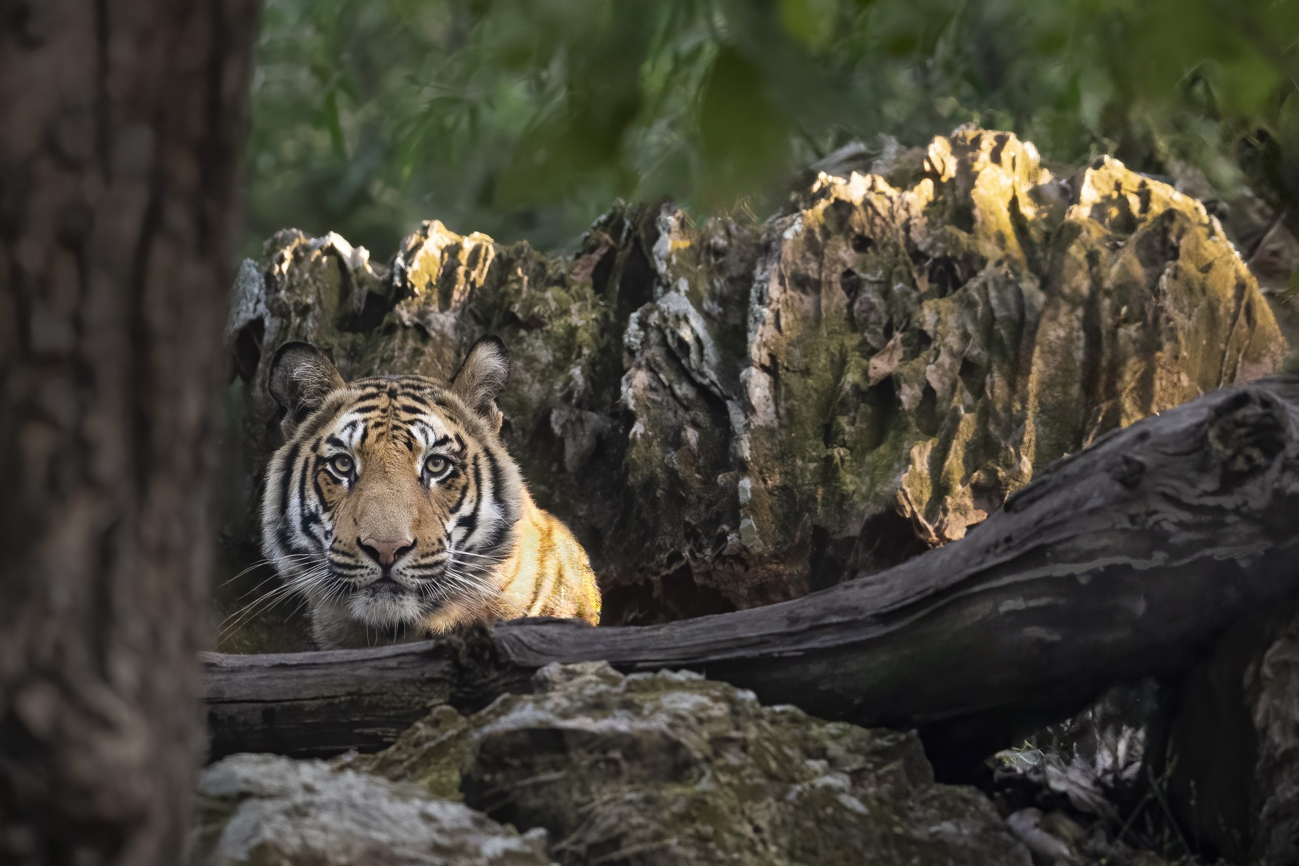 Gros plan d'un tigre du Bengale dissimulé dans la jungle asiatique.
