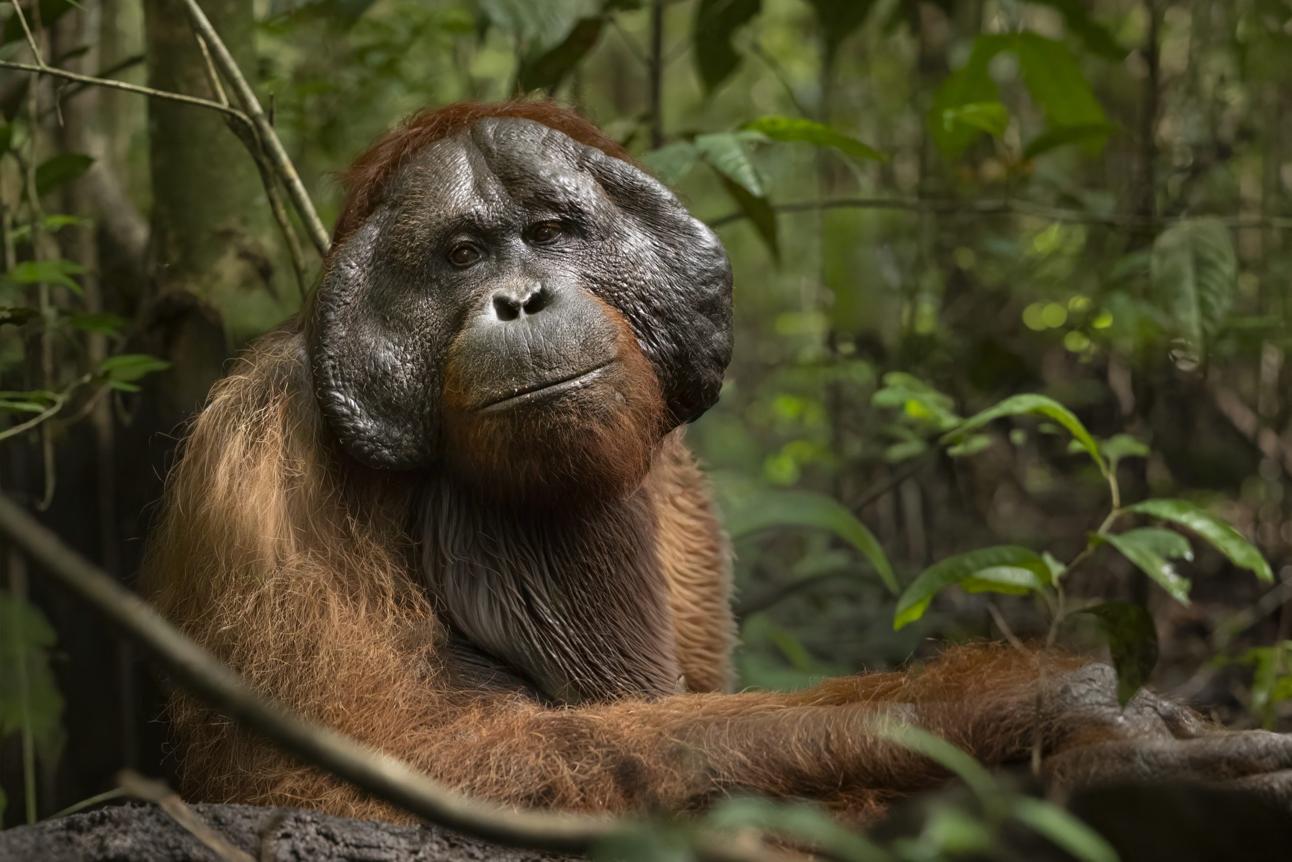 Singe dans une jungle tropicale.