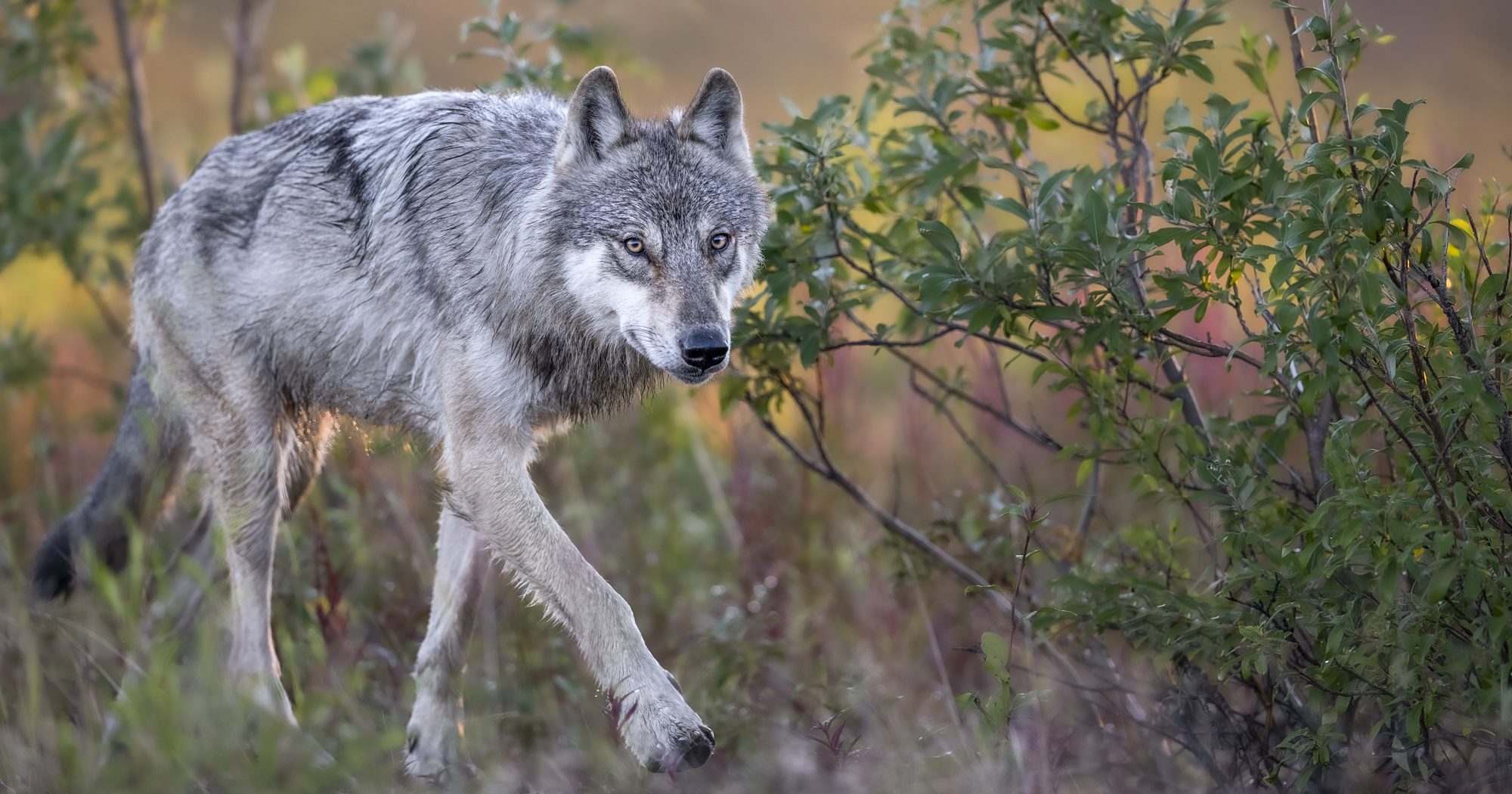 Un loup gris sauvage marchant au milieu de la végétation.